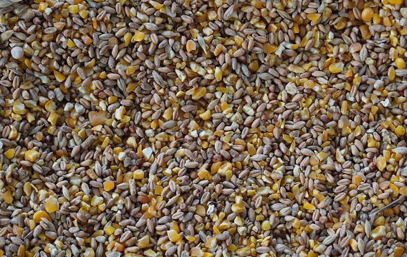 五谷雜糧搭配好，勝過每天拼命跑，怎么搭配才能瘦身？